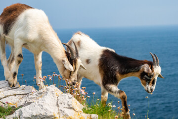 Cute baby mountain goat goat during springtime in the mountains 