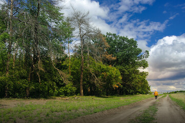 A woman walks along a rural road. Deciduous forest against the blue sky. Beautiful rural landscape on a sunny day. Selective focus.