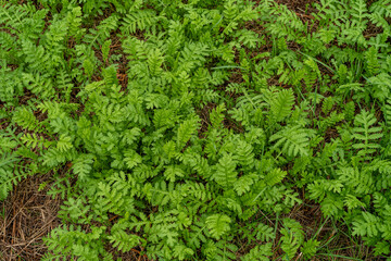 Rainfarn auf einer Wiese im Frühling