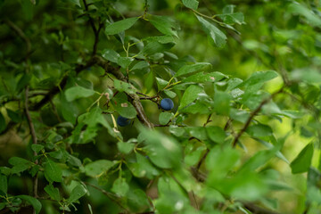 Schlehe / Schlehdorn mit Früchten