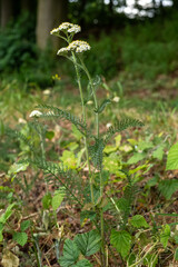 Schafgarbe auf einer Wiese im Frühling