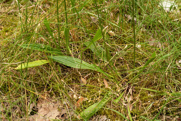Spitzwegerich / Wegerich in der Blüte am Wegrand
