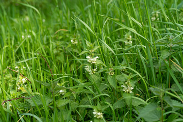 Taubnessel in der Blüte