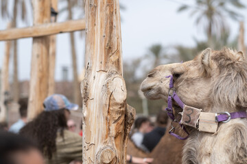 Happy camels are greeted by curious tourists at a resort in the Negev Desert, in southern Israel. - obrazy, fototapety, plakaty