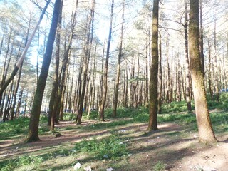 Human remains scattered In the pine forest
