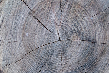 Beautiful wooden fracture old oak, natural texture close up