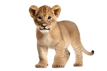 Fotobehang An isolated lion cub on a white background, Generative Ai © Moostape