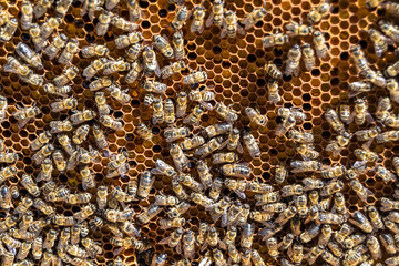 Abstract hexagon structure is honeycomb from bee hive filled