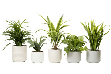 A collection of houseplants in a pot, isolated on a white background, Generative Ai