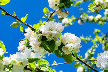 Photography on theme beautiful fruit branch apple tree with natural leaves under clean sky