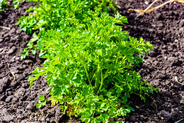Photography on theme beautiful dill vegetable plant with napiform skin