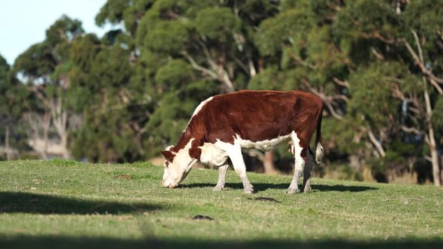 hereford cows in australia in a paddock grazing on grass