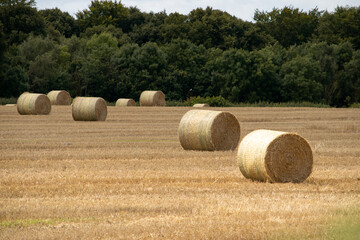 Wheat crop rolls in a countryside farm, Leeds, United kingdom