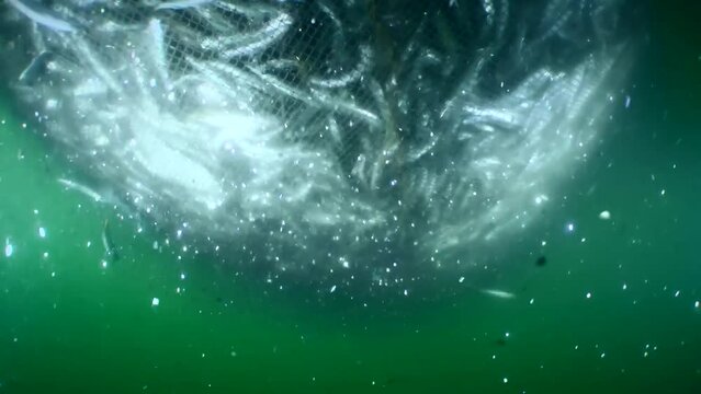 Fish inside a fishing net: as the fishermen raise the net and its volume decreases, the density of the school of fish inside increases so much that their friction with each other removes the scales.