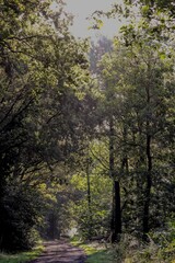 Promenade matinal dans la fraicheur de la foret