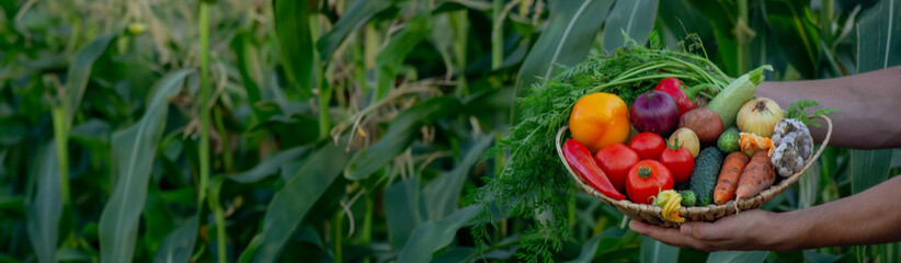 the farmer holds a basket of vegetables in his hands. Selective focus