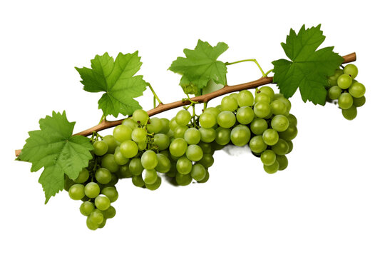 Grapevines isolated on a white background, Generative Ai