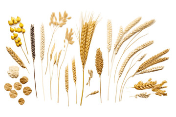 Knolling image of wheat on a white background, Generative Ai