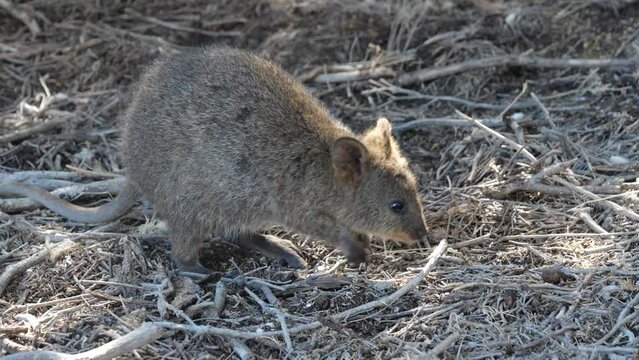 Small and cute Quokka walking on the ground sniffing around and looking for food. Funny and adorable small kangaroo called quokkas on Rottnest Island, Western Australia. Australias beautiful wildlife.