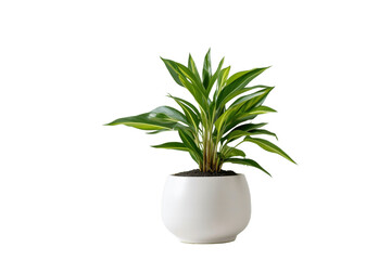 Modern houseplant with a white pot on a white background, Generative Ai