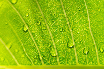 Macro closeup of Beautiful fresh green leaf with drop of water after the rain in morning sunlight nature background.