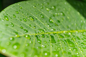 Macro closeup of Beautiful fresh green leaf with drop of water after the rain in morning sunlight nature background.