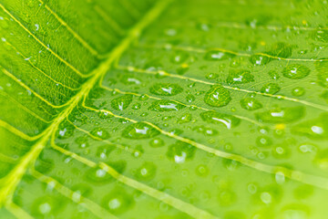Macro closeup of Beautiful fresh green leaf with drop of water after the rain in morning sunlight nature background.