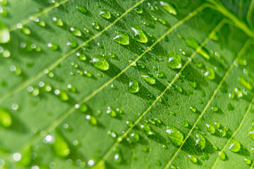 Macro closeup of Beautiful fresh green leaf with drop of water after the rain in morning sunlight nature background.