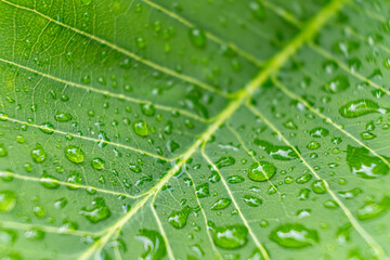 Macro closeup of Beautiful fresh green leaf with drop of water after the rain in morning sunlight nature background.