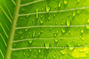 Macro closeup of Beautiful fresh green leaf with drop of water after the rain in morning sunlight nature background.