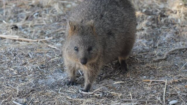 Quokka chewing calmly on a leaf while looking straight into the camera.  Funny and adorable small kangaroo called quokkas on Rottnest Island, Western Australia. Australia's beautiful wildlife.