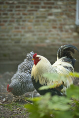 Vertical portrait of a rooster walking and foraging on a free range organic farm, eating grass...