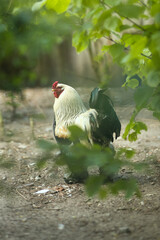 Vertical portrait of a big rooster walking and foraging on a free range organic farm. Free-range chickens walking in a country paddock on a sunny day, with selective focus and copy space