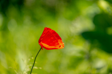 Selective focus of one single wild red poppies flower with green grass meadow along countryside road, Poppy is a flowering plant in the subfamily of the family Papaveraceae, Nature floral background.