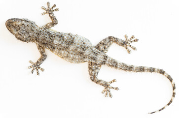 Whispers of the Wall: Tarentola Mauritanica on Blank Canvas