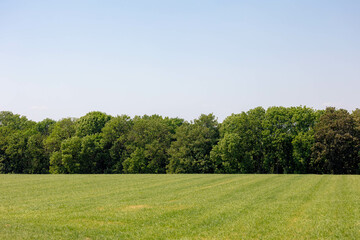 Summer landscape with view of slope green grass meadow and the big tree in forest under blue sky,...