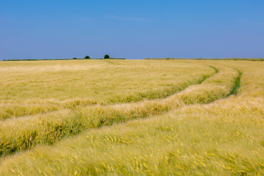 Summer landscape, The terrain of hilly countryside in Zuid-Limburg, Farmland with barley (gerst) Hordeum vulgare or Wheat on hillside and tree, Small villages in Dutch province of Limburg, Netherlands