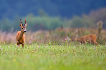Roebuck in a clearing in the wild © Janusz