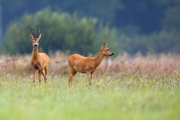 Roebuck and roe deer in a clearing © Janusz