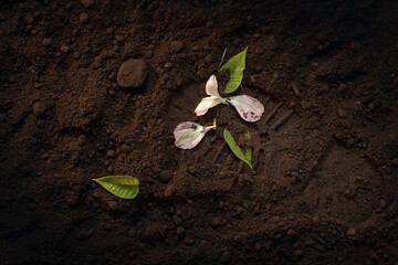 young green plant on the ground next to the footprint of a man's shoe, the concept of environmental...
