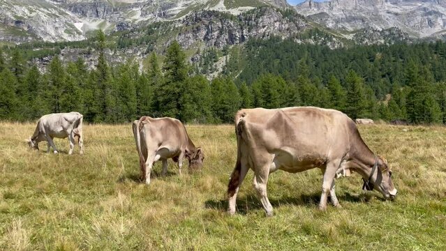 Mucche al pascolo nel Parco Naturale Alpe Veglia e Alpe Devero, Valle d'Ossola - Piemonte