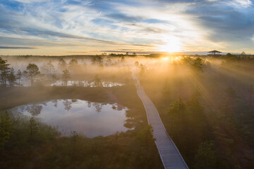 Estonian swamp Viru, at sunrise in summer.  Walking with a dog in nature early in the morning.