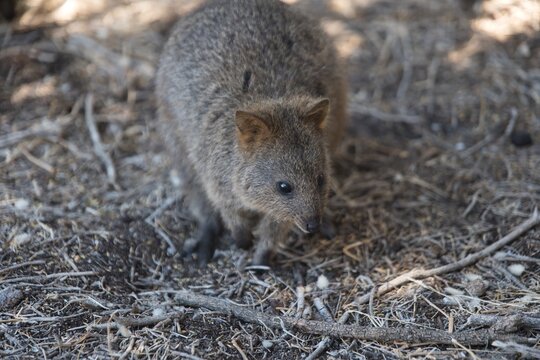 Cute quokka looking for food on the ground. Super adorable small kangaroo called quokka. Setonix brachyurus in between branches. Nice and curious small kangaroo on the ground. Rottnest island animals.