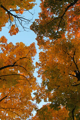 The Yellow Maple Autumn Foliage on the Trees on the Blue Sky Background