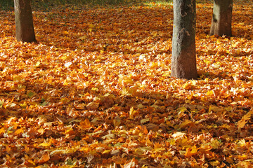 The Yellow Maple Autumn Foliage on the Ground among Trees