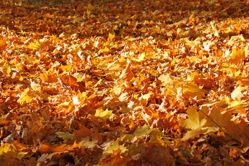 The Yellow Maple Autumn Foliage on the Ground
