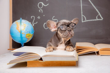 a French bulldog puppy on the background of a blackboard with glasses and books