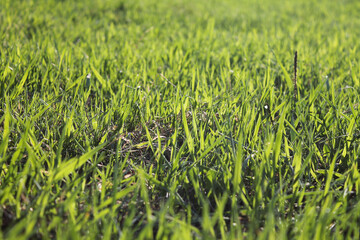 The Green Grass Background