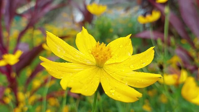 Cosmos caudatus, Bunga Kenikir or ulam raja is a tropical plant native to Latin America.