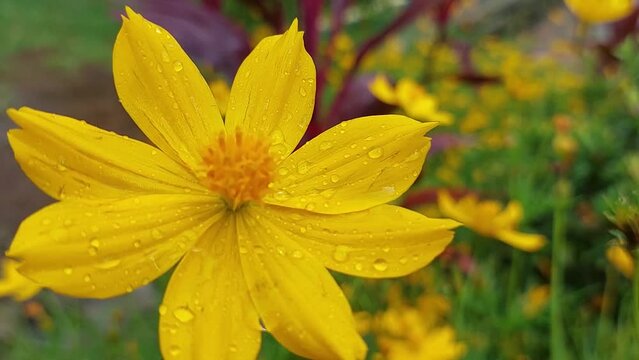 video up close of Bunga Kenikir or ulam raja flower, which has the Latin name Cosmos caudatus. and dew water attached to the petals.
